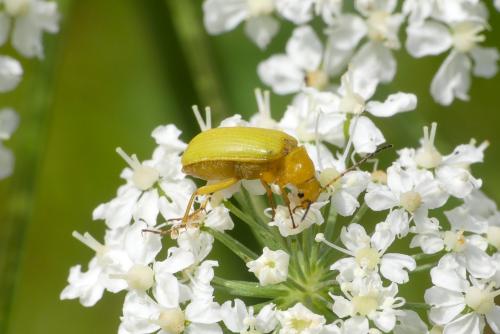 Réf. 287 735 : Cteniopus sulphureus
